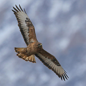 Common Buzzard